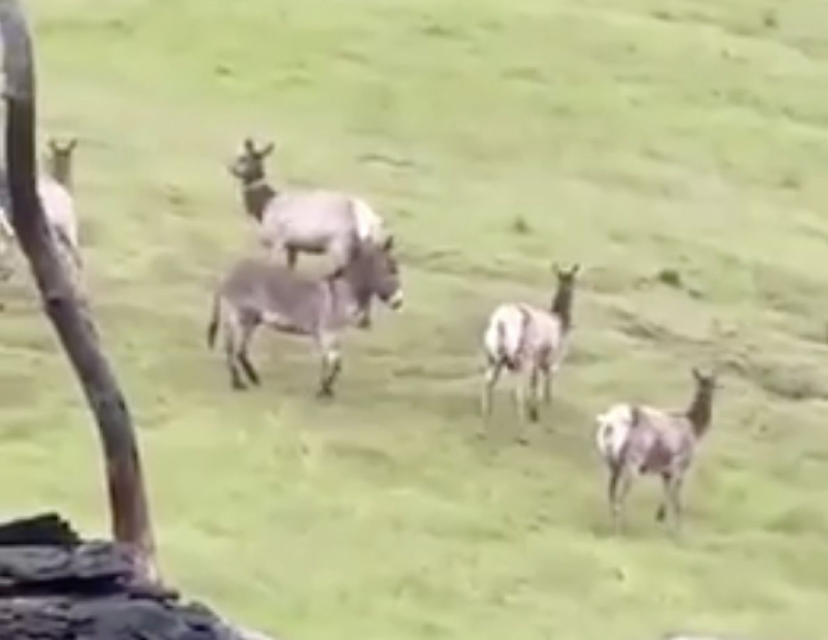 Diesel the Donkey: From Ranch Hand to Elk Boss